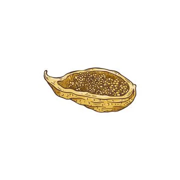 Cut half of dried pear-shaped fig fruit, sketch vector illustration isolated. Stock Illustration