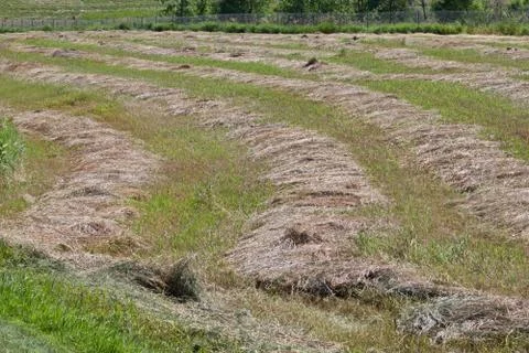 Cut hay in rows Stock Photos
