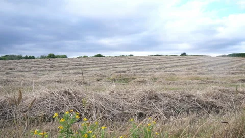 Cut Hayfield Seq A Pt1 of 2 Stock Footage 240915232