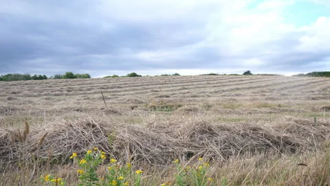 Cut Hayfield Seq A Pt2 of 2 Video stock 240919032