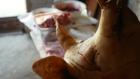 The cut off head of the killed pig hangs and rotates Stock Footage 128398870