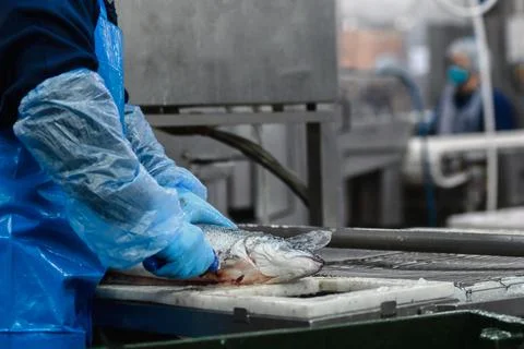 Cut off the head of a trout with a knife. Stock Photos