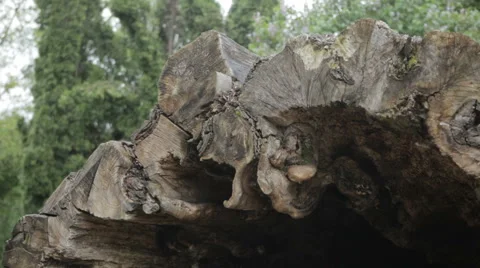 Cut hollow old tree Stock Footage 62777966