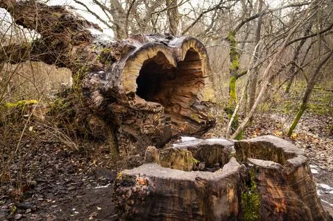 Cut hollow tree trunk lying on the ground in a forrest in fall Stock Photos