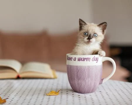 Cut kitten in cup at home Stock Photos