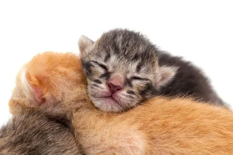 Cut kitten isolated Foto stock