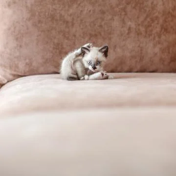 Cut kitten on the sofa Stock Photos