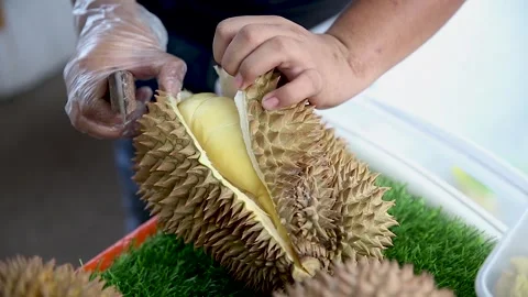 Cut with a knife to split the durian montong Stock Footage 265934618