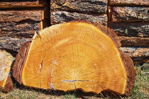 A cut of a large dry tree with annual rings lies. Stock Photos