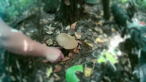 Cut large mushroom Stock Footage 68417176