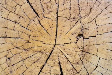 Cut a large tree rings texture abstract background Fotos de archivo
