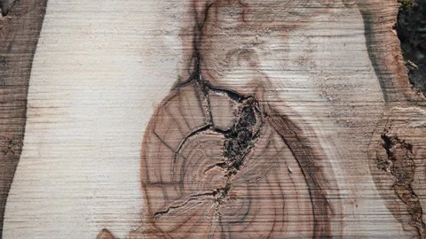 A cut of a large tree with the texture of rings and tree diseases Stock Footage 308734937