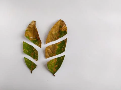 Cut leaf Stock Photos