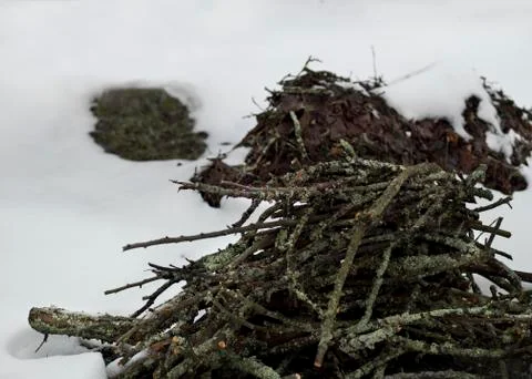 Cut Limbs In Winter 库存照片