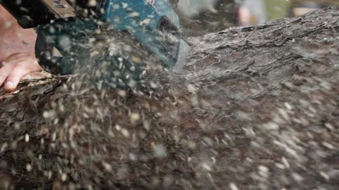 Cut log with chain saw, slow motion close up sawdust. Stock Footage 199553655