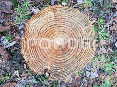 Photograph: Cut log end view of growth rings laying on ground and leaves #171198422