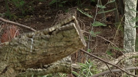 Cut log focus Stock Footage 79031930