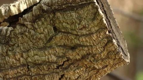 Cut log Stock Footage 79031989