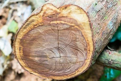 Cut log in a forest Stock Photos