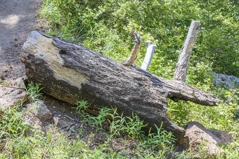 Cut log in the forest 写真素材