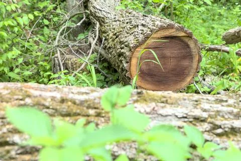 Cut Log On the Ground Stockfoto's