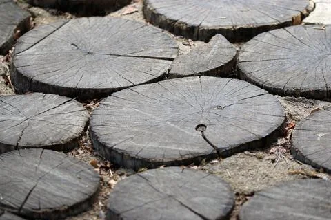 Cut log rings used as a path surface in close up Stock Photos