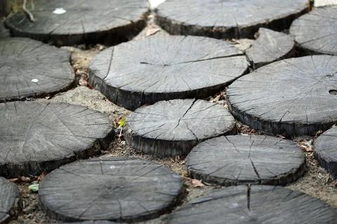 Cut log rings used as a path surface in close up Stock Photos