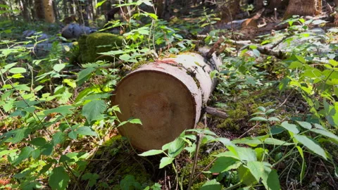 Cut log showing tree rings in forest. Stock Footage 345685309