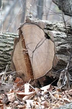 Cut Log in Woods Foto stock