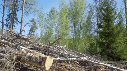 The cut logs and twigs of the trees on the ground Stock Footage 136143912