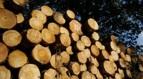 Cut logs, with camera move. Stock Footage