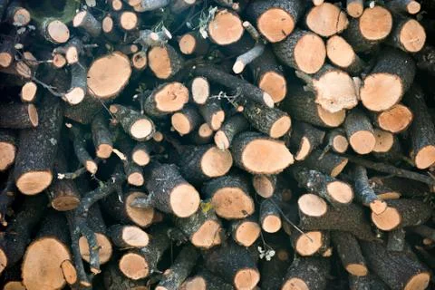 Cut logs of different size for the fire outside Stock Photos