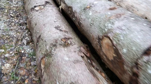 Cut logs lie along the road Stock Footage 100413145