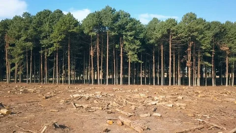 Cut logs litter foreground against remaining standing trees in forest Vídeo Stock 78584282