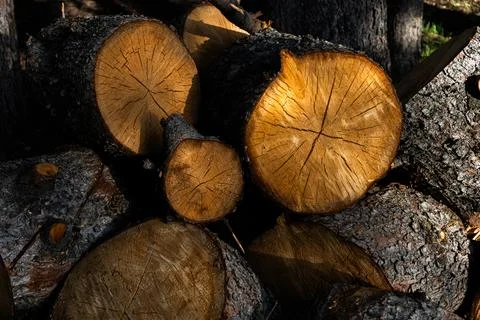 Cut logs Stock Photos