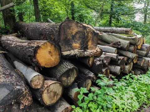 Cut Logs Stacked in Forest Clearing Stock Photos