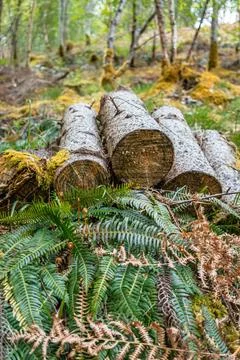 Cut logs stacked in forest Stock Photos