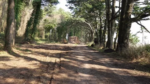 Cut Logs in wooded setting Video stock 193951342