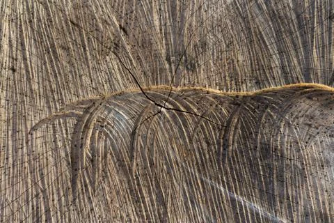 Cut maeks Stock Photos