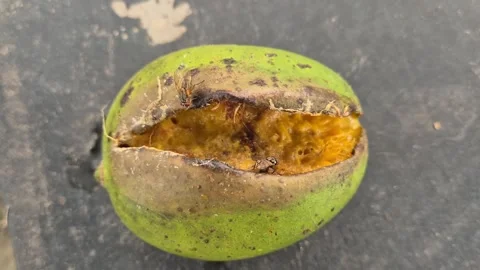 Cut Mango Fruit Fly Infestation Rot Disease Commercial Video Stock Footage 344719322