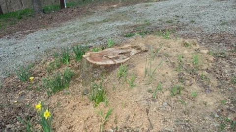 Cut Maple Tree Stump Stock-Footage 332370527