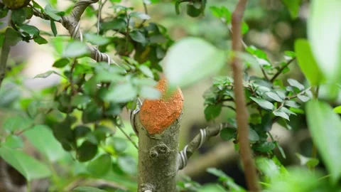 Cut Mark on Bonsai Tree Trunk After Pruning Video stock 324897957