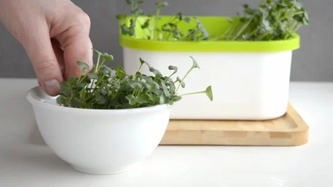 Cut the microgreens with scissors and put them on a plate Stock Footage 242426909