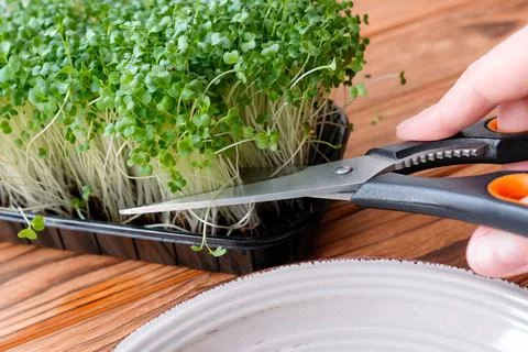 Cut microgreens with scissors. Small sprouts of cabbage Stock Photos