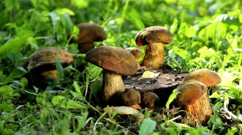 Cut mushrooms Stock Footage 25221682