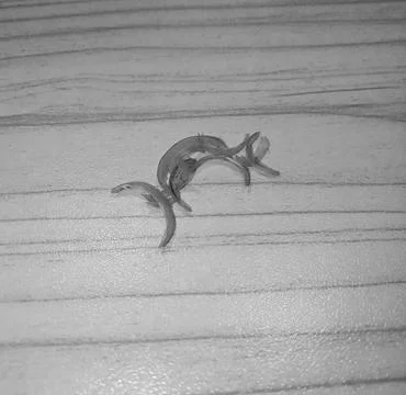 Cut nail Stock Photos