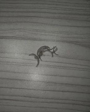 Cut nail Stock-Fotos