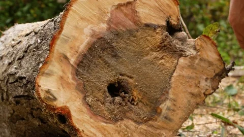 A cut of a newly cut tree. A man's hand wipes a cut of a cut tree. Visible Stock-Footage 218373496