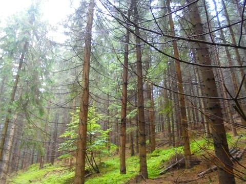Cut Norway spruce hanging between trunks in Beskydy forest Stock Photos
