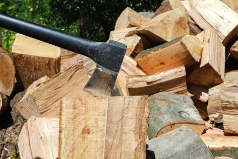 Cut oak and beech trees for harvesting for the winter 库存照片